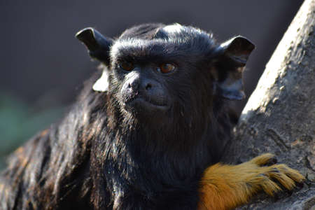 Red Handed Tamarin primate monkey clinging to a tree brandの写真素材