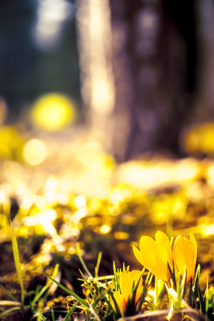 yellow crocuses
