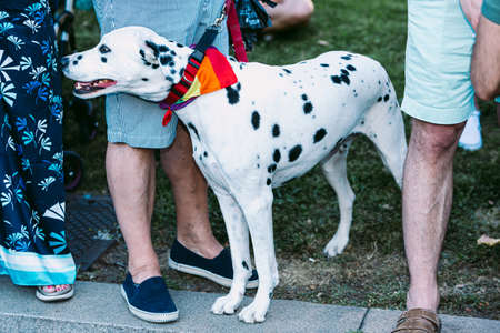 Dog participant of the gay pride manifestation in Madrid 2019の写真素材