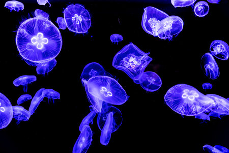 Glowing jellyfish swimming in the water on black background. Stinging, wildlife, sea, ocean, dark, glowing, toxic and underwater concept.の写真素材