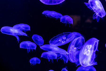 Glowing jellyfish swimming in the water on black background. Stinging, wildlife, sea, ocean, dark, glowing, toxic and underwater concept.の写真素材