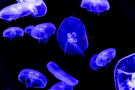 Glowing jellyfish swimming in the water on black background. Stinging, wildlife, sea, ocean, dark, glowing, toxic and underwater concept.の写真素材