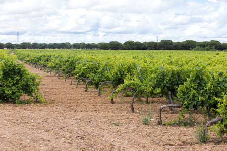 Land with vineyards. Concept of vineyard, wine, oenology, alcohol, plants, rural, town, land and business.の写真素材