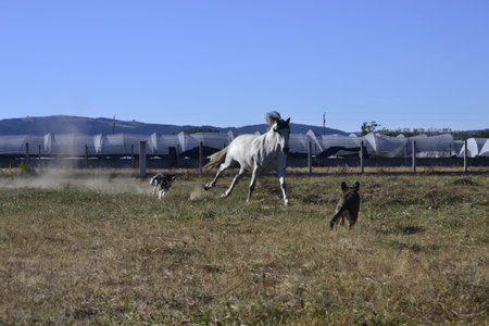 Horse Running free
