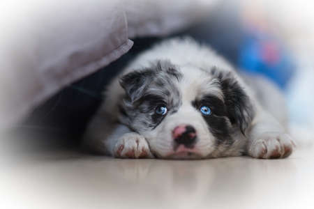 Blue-eyed Border Collie puppy restingの写真素材