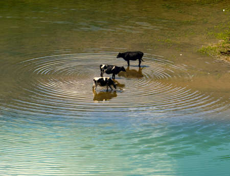 water buffaloの写真素材