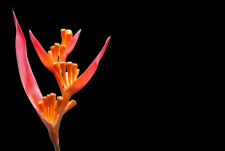 Unusual orange Heliconia tropical flower in bloom.の写真素材