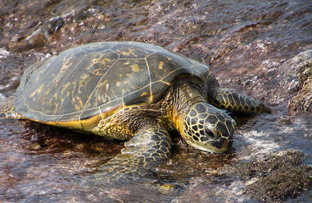 Sea Turtle looking for food at the seashore.の写真素材