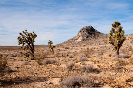Typical scene in the desert of Californiaの写真素材