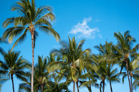 Tropical blue sky backs the tops of these palm trees.の写真素材
