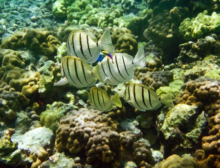 Rainbow cleaner wrasse, Labroides phthirophagu Group swimming with a group of Convict Tangs on a reef in Hawaii.の写真素材