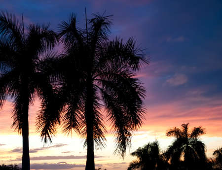 Tropical Sunsetの写真素材