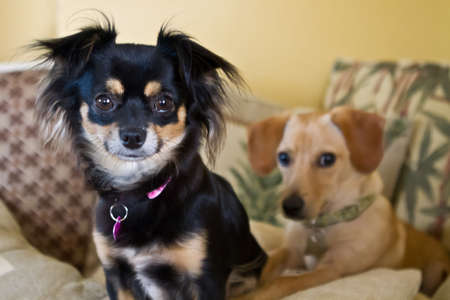 Long haired chihuahua sits facing the camera with her dachshund friend lying on a pile of pillows facing the camera in the background.の写真素材