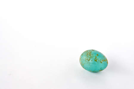 Myna Bird Egg, Blue With Gold Speckles Isolated on White Background found in Hawaiiの写真素材