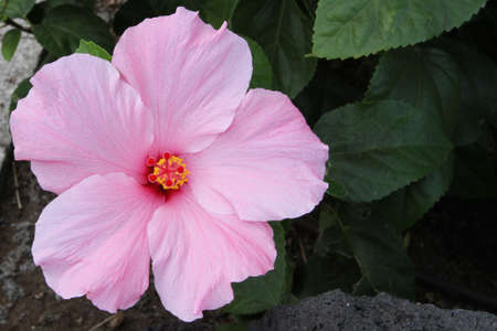 Pink Hibiscus found in Hawaiiの写真素材