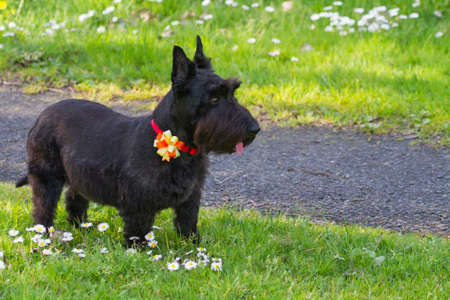Also know as "Scotties", they are best recognized for their wiry coat and sidtinctive profile.の写真素材