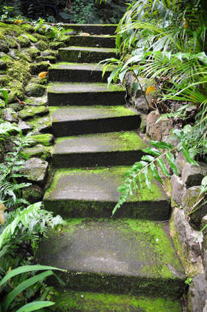 Moss covered cement stairs in the tropical rain forest section of Hawaii の写真素材