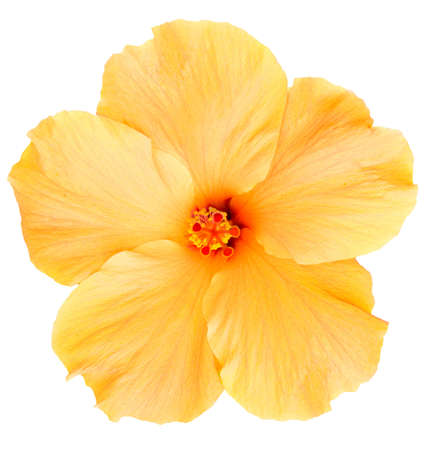 Delicate, yellow hibiscus flower found on the Big Island of Hawaii  Isolated on white makes for easy clipping path の写真素材