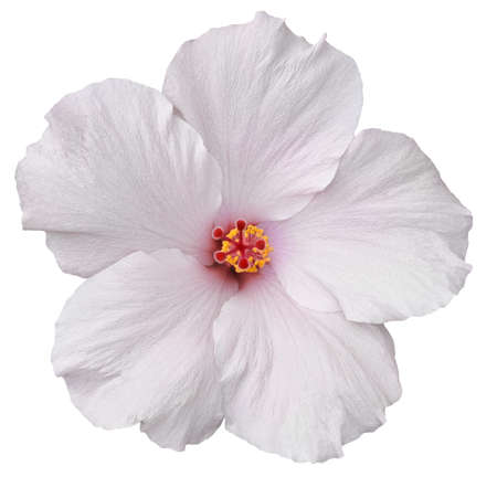 Delicate, white hibiscus flower found on the Big Island of Hawaii  Isolated on white makes for easy clipping path の写真素材