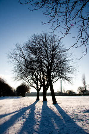 Silhouette of three trees in an urban park in winterの写真素材