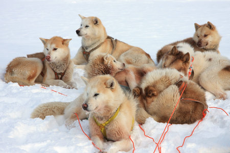 Greenlandic sled dogs relaxing, still attached to harnessesの写真素材