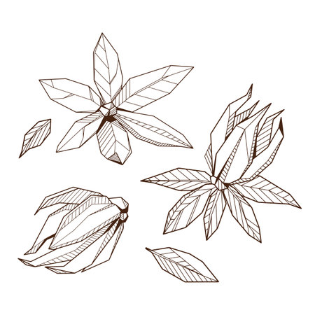 Outlined hand drawind geometrical blossoming flower pack, Ylang-Ilang line artのイラスト素材