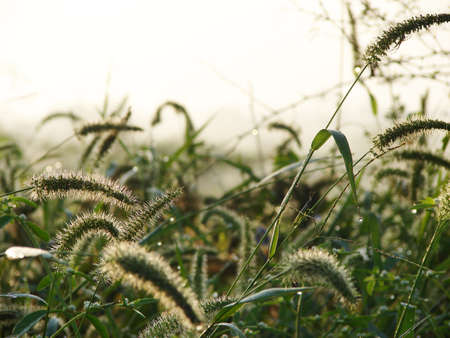                                sunday early morning about to sun rising, shoot from one of the building の写真素材