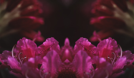 Pink Rhododendron Reflectionの写真素材