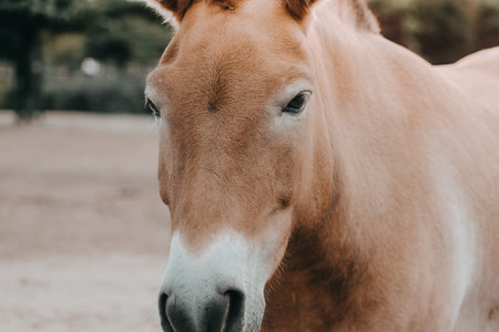 close up of a wild horse