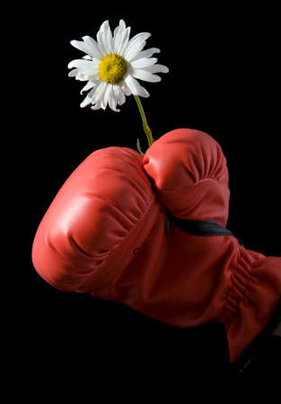 A Boxer Holding A Daisyの写真素材
