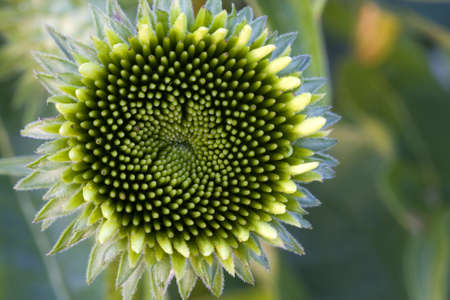 Purple Coneflower Budの写真素材