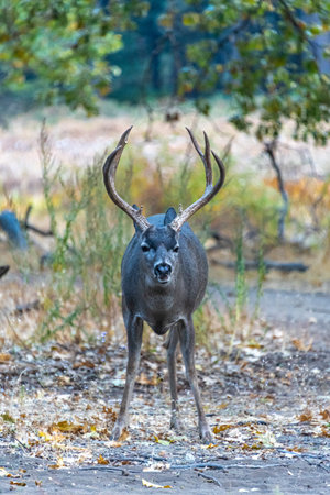 Yosemite national park in sierra Nevada of country of Californiaの写真素材