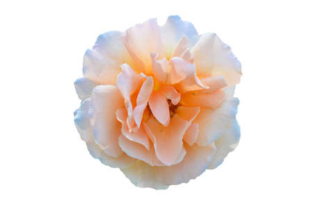 Orange pink rose isolated on white backgroundの写真素材