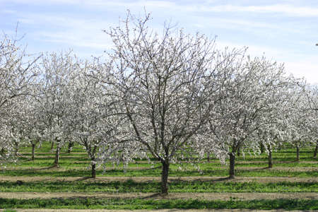 Prunus dulcis, flowering nonpareil almond treesの写真素材