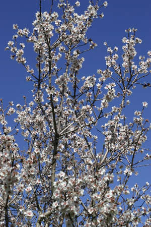 Prunus dulcis, flowering nonpareil almond tree branchesの写真素材