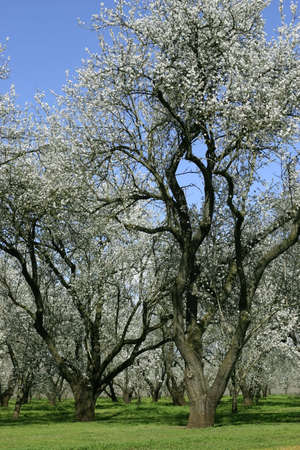 Prunus dulcis, flowering nonpareil almond tree branchesの写真素材