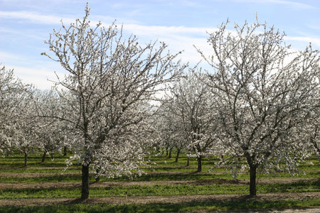 Prunus dulcis, flowering nonpareil almond treesの写真素材