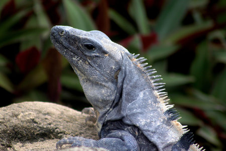 Grey lizard