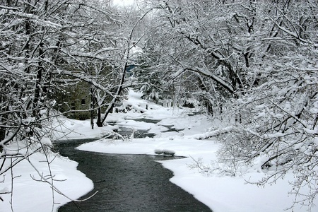 Wintery flowの写真素材