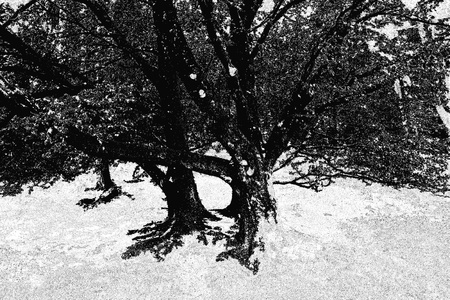 Silhouette treeの写真素材