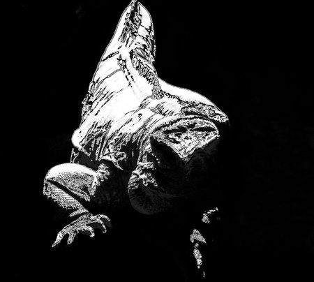 Silhouette lizard