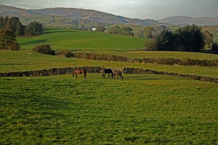 Grazing horsesの写真素材
