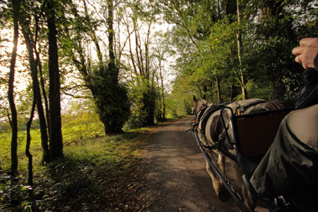 Jaunting Car