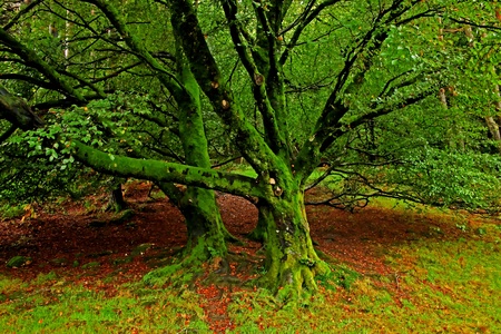Moss tree HDRの写真素材