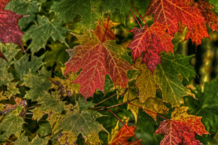 Fall maple leaves  