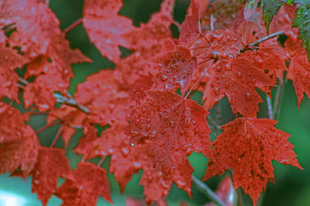 Fall maple leaves  の写真素材