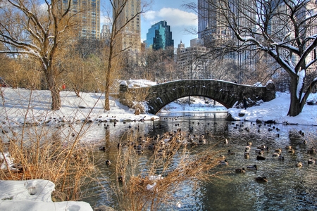 Central Park winter の写真素材