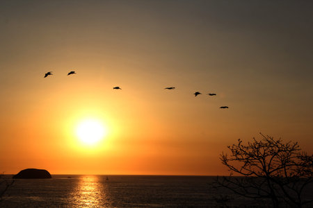 Pacific coastal sunset seen from Costa Rica with surrounding nature and flight of birds