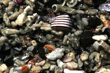 Collection of sea shells on ocean coastline to be used as background