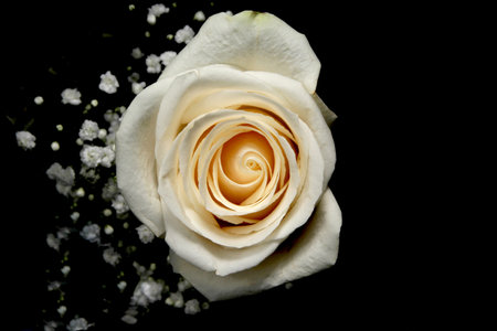 White roses presented on a black bacground on close-up detailsの写真素材